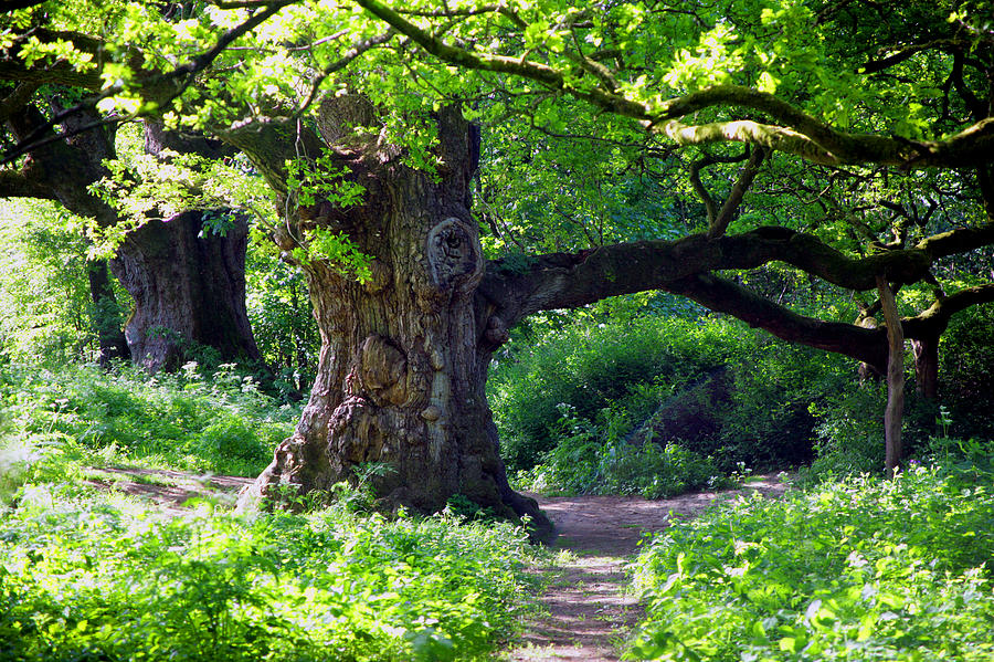 Birnam Wood Scotland Photograph by David Cairns