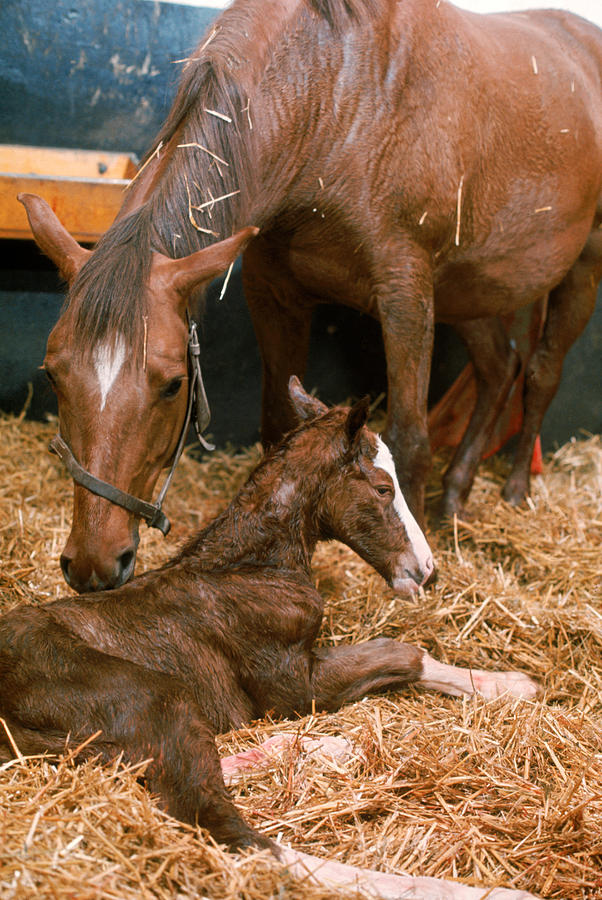 Birth Of A Foal Photograph by Elisabeth Weiland