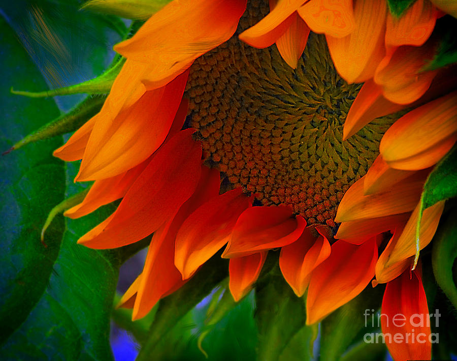 Birth Of A Sunflower Photograph by John  Kolenberg