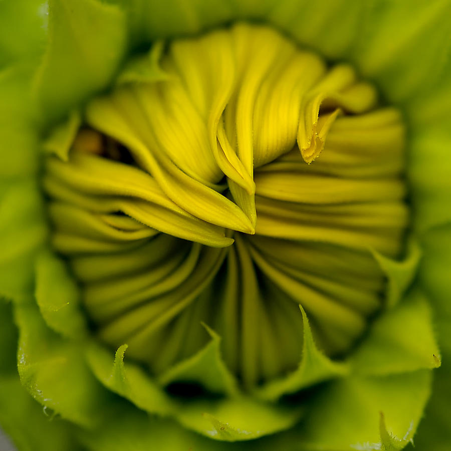 Birth of A Sunflower Photograph by Liz Mackney