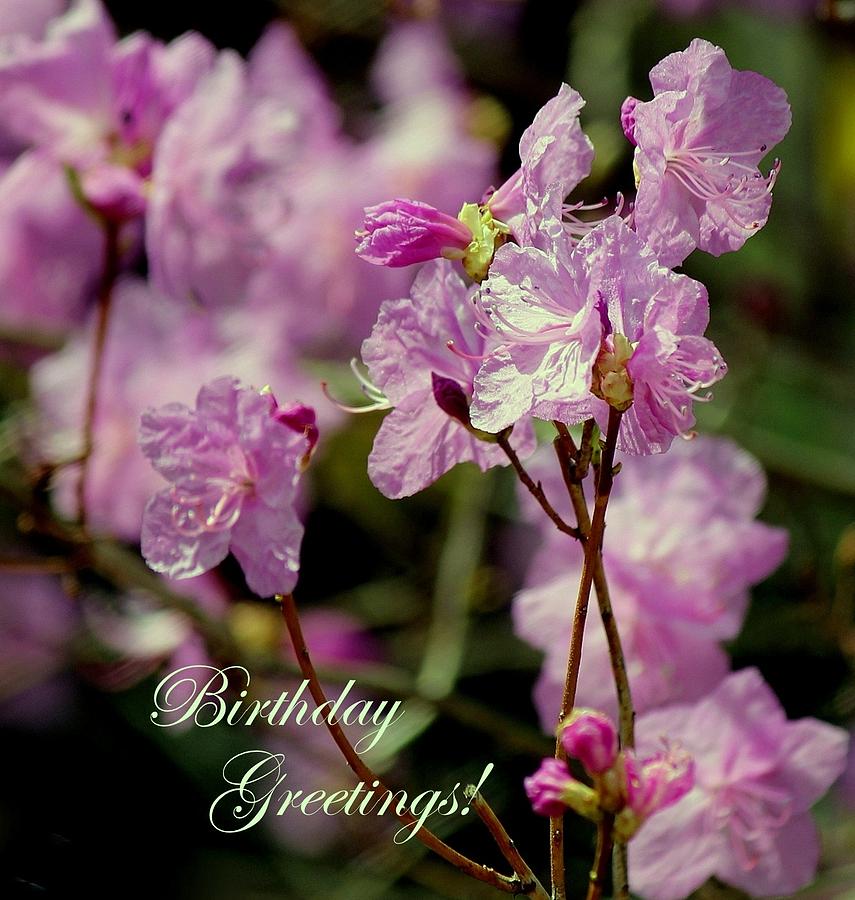 Spring Photograph - Birthday Azaleas by Rosanne Jordan