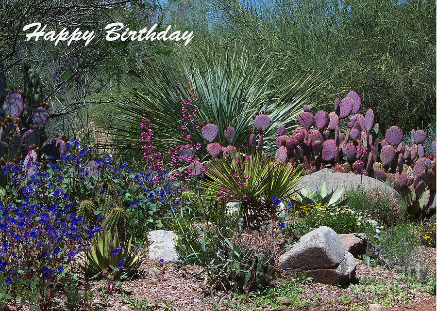 Birthday Card - Variety of Cactus Photograph by Kathy McClure
