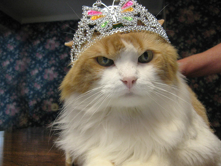 Birthday cat wearing a tiara Photograph by Gaylon Keeling