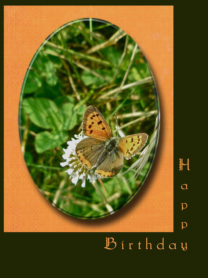 Butterfly Photograph - Birthday Greeting Card - American Copper Butterfly by Carol Senske