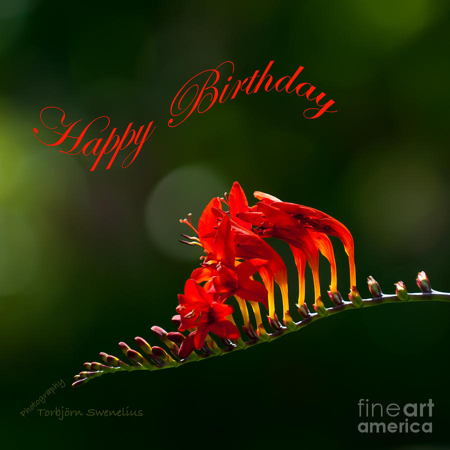 Birthday greeting with a hot flower Photograph by Torbjorn Swenelius