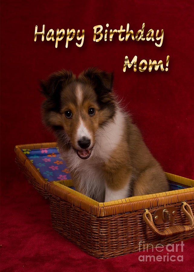 Candy Photograph - Birthday Sheltie Puppy by Jeanette K