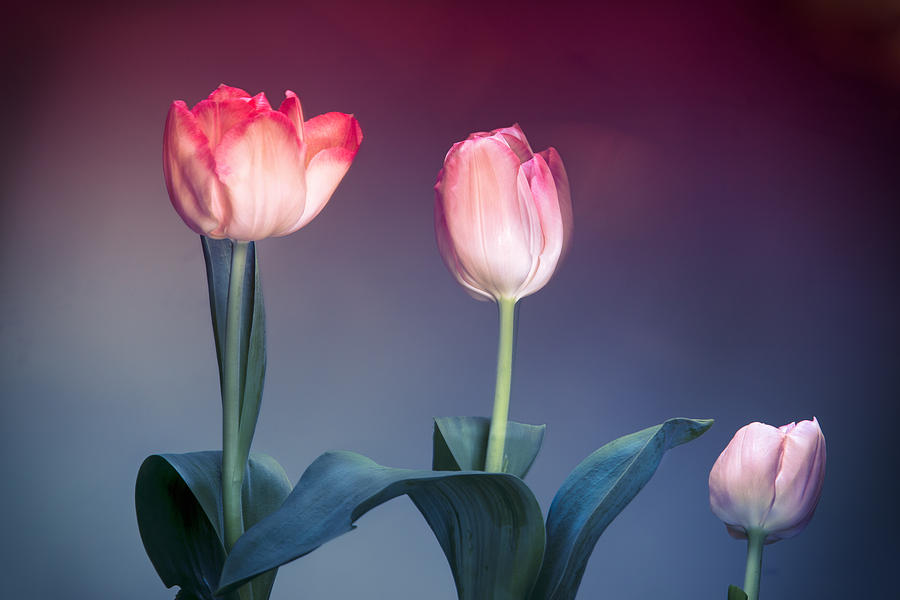 Birthday Tulips  Digital Art by Susan Stone