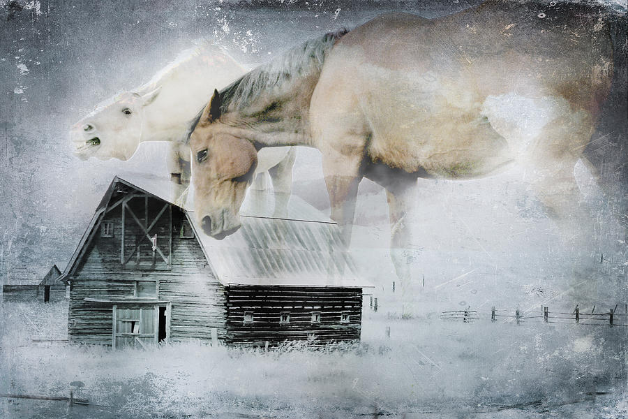 Horse Photograph - Birthing Barn by Ed Hall