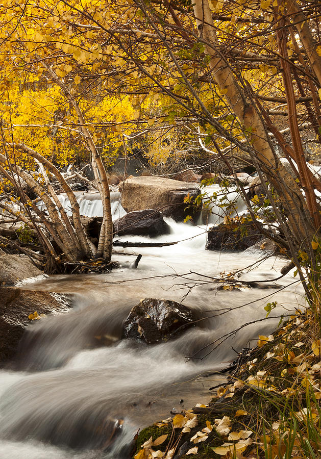 Bishop Creek Fall Colors Photograph by Joe Doherty