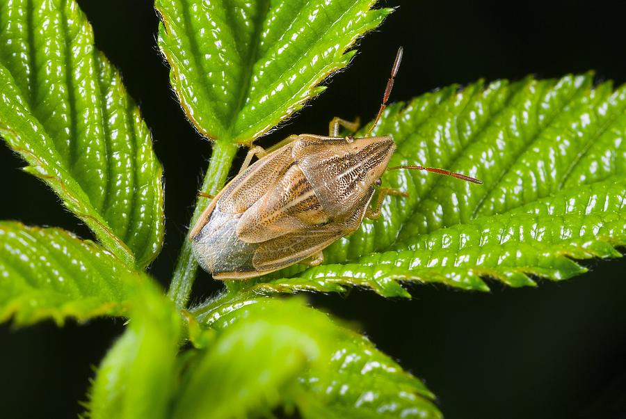 Bishop's mitre shield bug Photograph by Science Photo Library - Fine ...