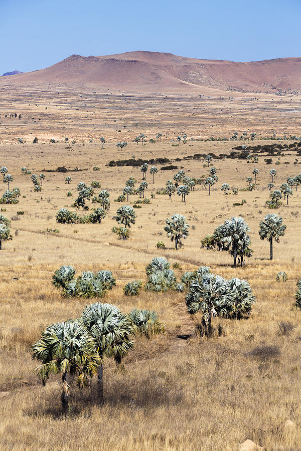 Bismarck Palm Savanna Madagascar Photograph by Konrad Wothe