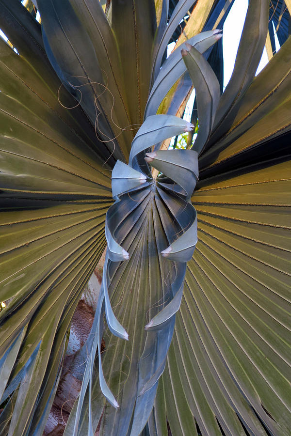 Bismark Palm Frond II Photograph by Brooke Trace | Fine Art America
