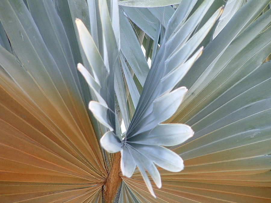Bismark Palm Photograph by George Gadson