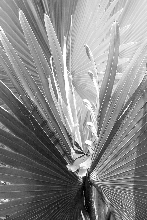 Bismark Palm Photograph by Jim Snyder