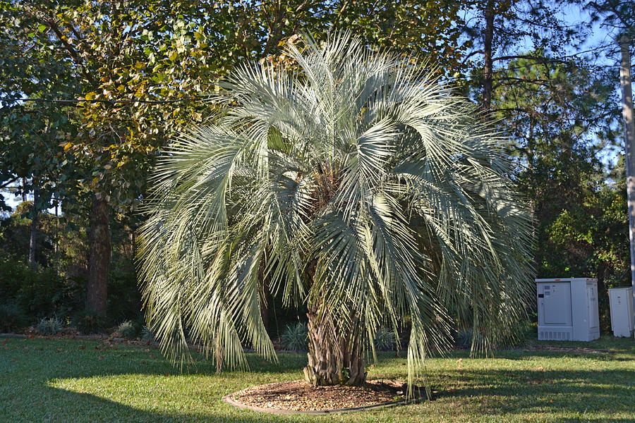 Bismark Palm Tree Photograph By Harold Shull Fine Art America 8123