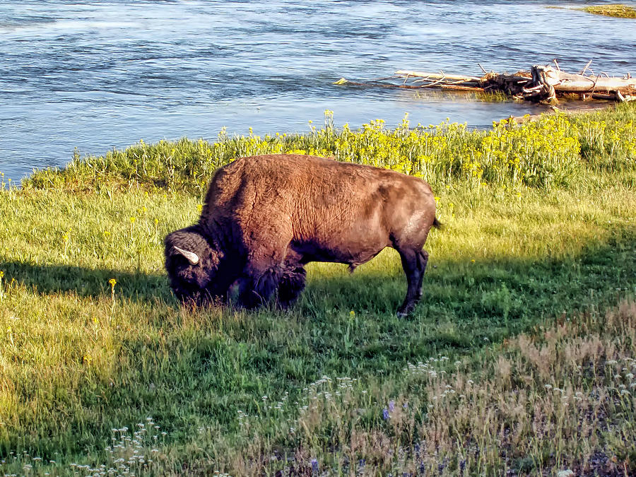 Bison 4 Photograph by Dawn Eshelman