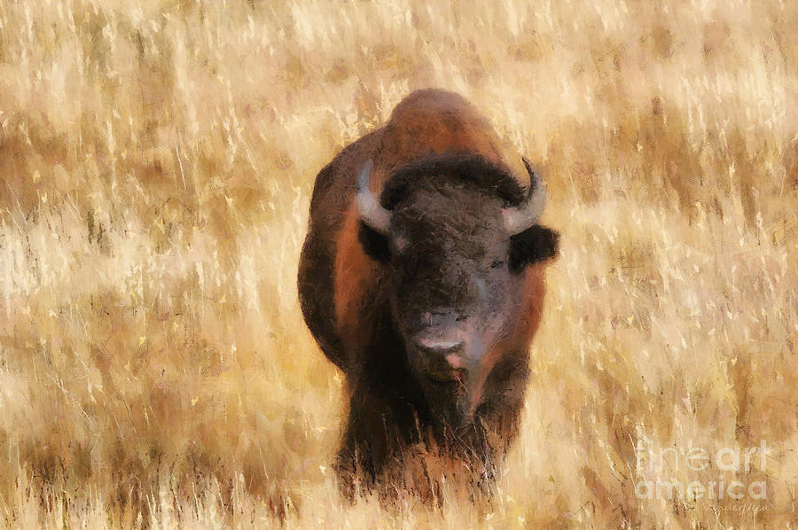 Bison Abstract Photograph by Clare VanderVeen