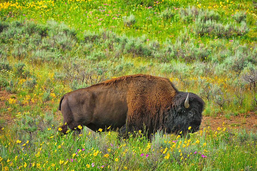 Bison Amid Wildflowers Photograph by Greg Norrell
