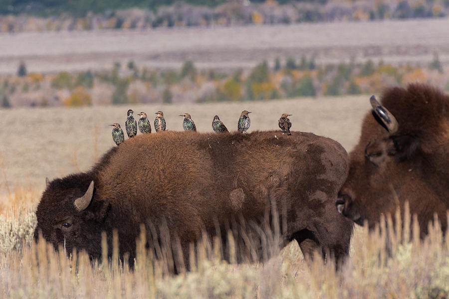 Bison And Buddies Photograph