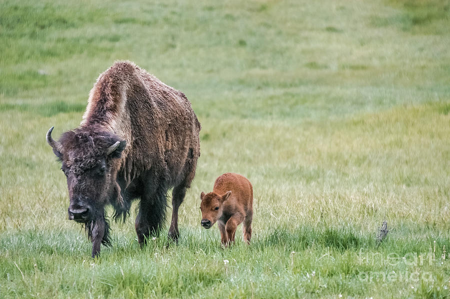 Bison And Calf Photograph by Al Andersen