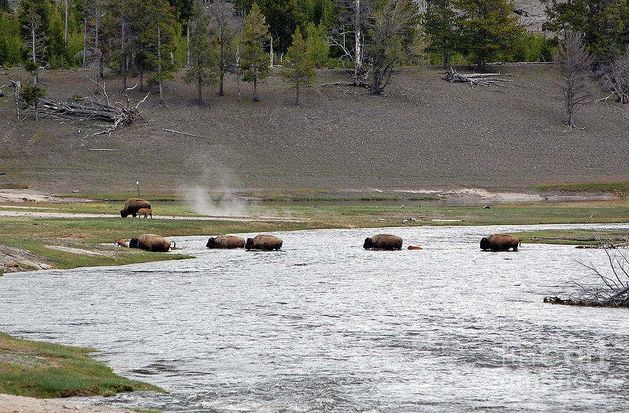 Bison and Calfs Crossing River in Yellowstone National Park Photograph by Shawn OBrien