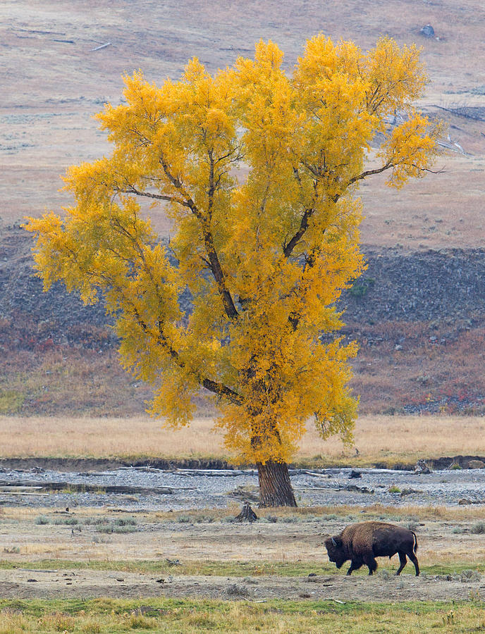 Bison and Cottonwood Photograph by Max Waugh