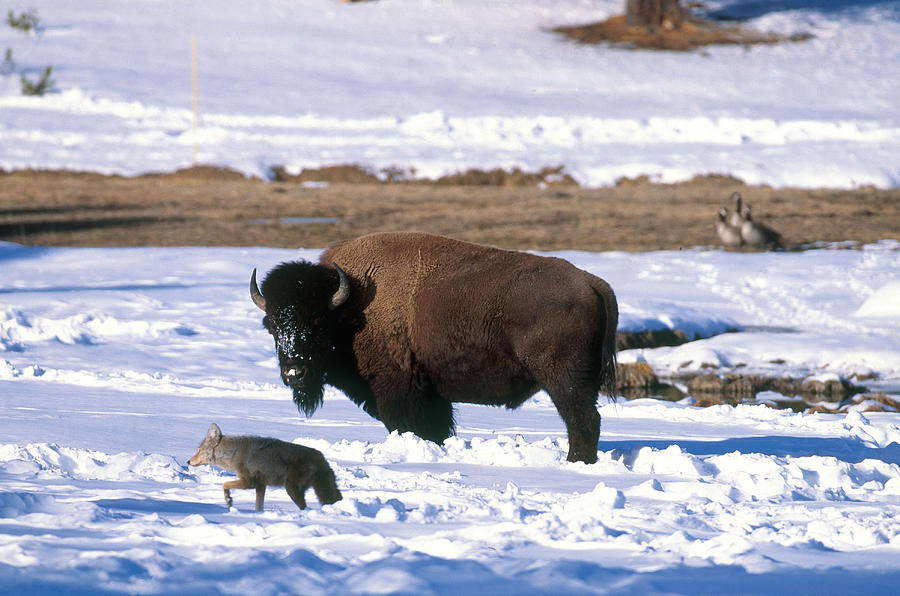 Bison And Coyote In Yellowstone Photograph by Jeffrey Lepore