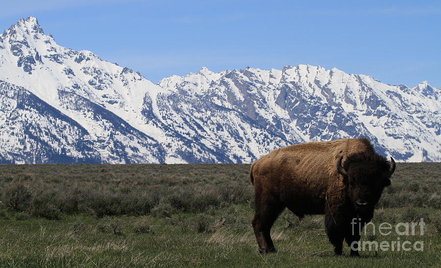 Bison and Tetons in Spring Photograph by Edward R Wisell