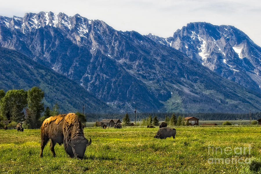 Bison and Tetons Photograph by Timothy Hacker