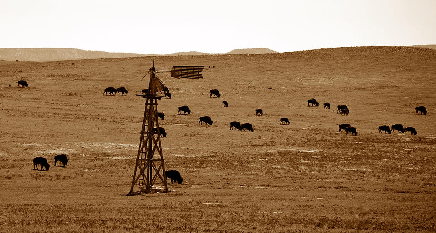 Bison and Windmill Photograph by David Lee Thompson