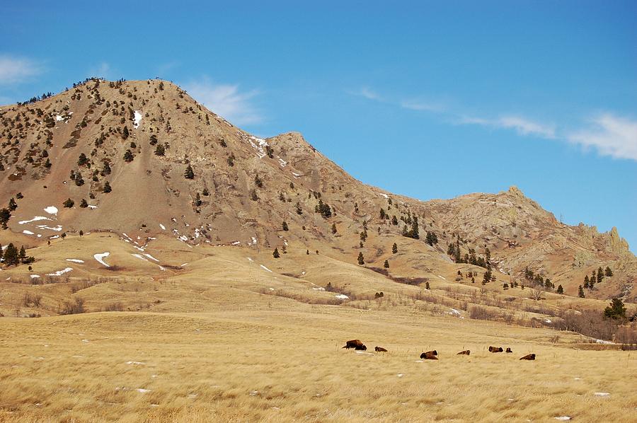 Bison at Mato Paha-Bear Butte Photograph by Greni Graph