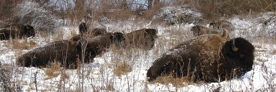 Bison At Rest by David Dunham Bison At Rest by David Dunham