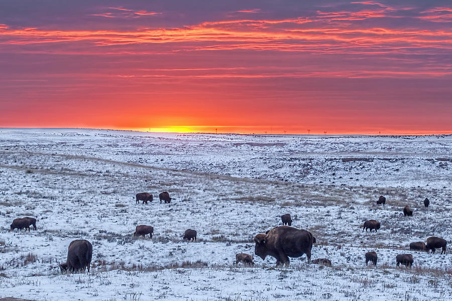 Bison at Sunset Photograph by Rob Graham