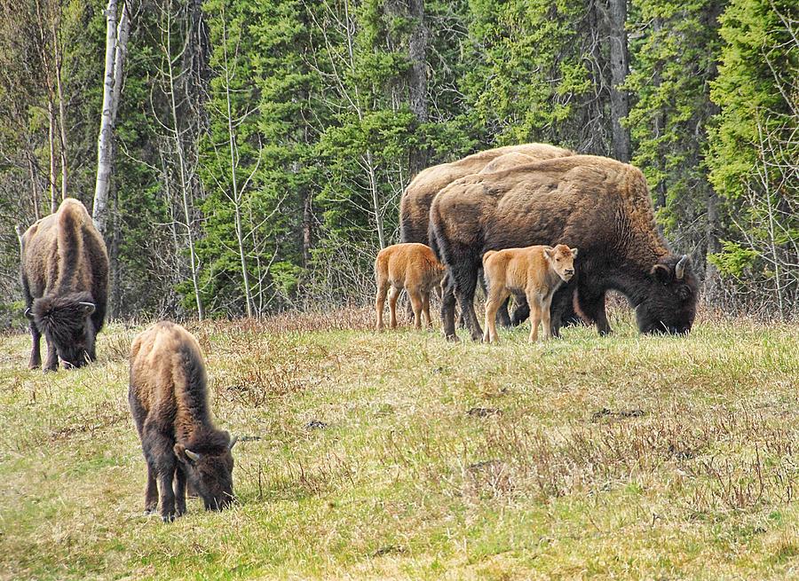 Bison Babies Photograph by Dyle   Warren