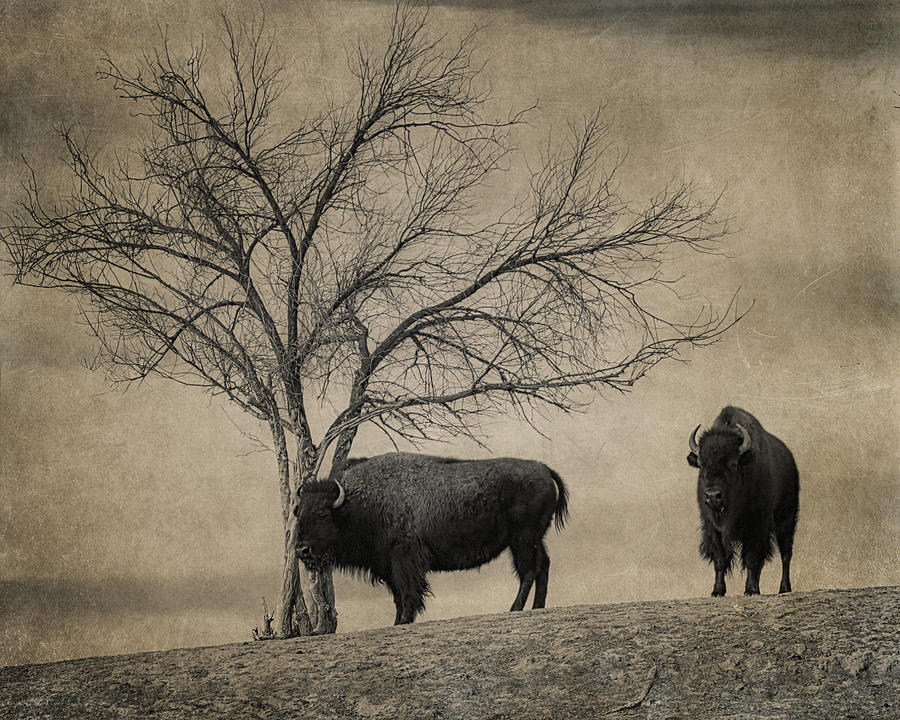 Bison Photograph - Bison Beauties by Priscilla Burgers