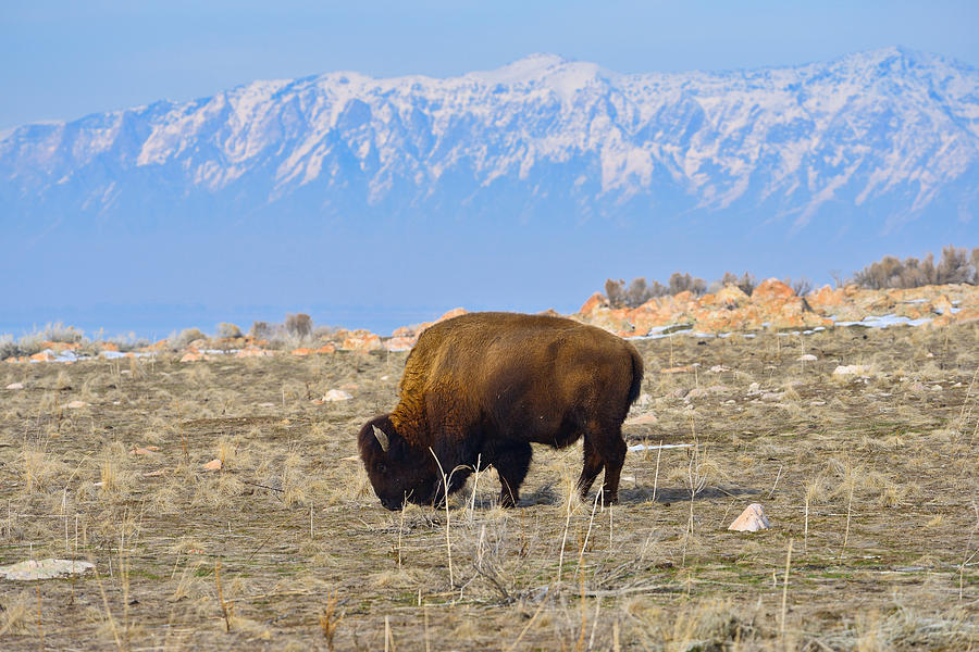 Bison Beneath the Range Photograph by Greg Norrell