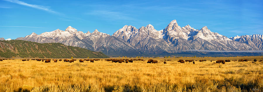Bison Beneath the Tetons Limited Edition Panorama Photograph by Greg Norrell