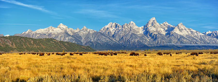 Grand Teton National Park Photograph - Bison Beneath The Tetons Panorama by Greg Norrell