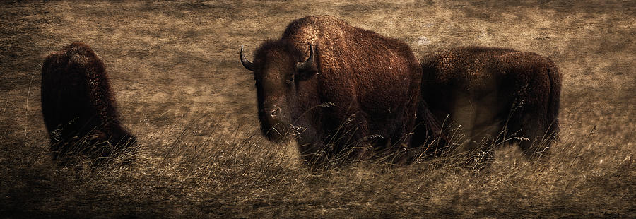 Bison  Bison Bison Athabascae  Grazing Painting by Ron Harris