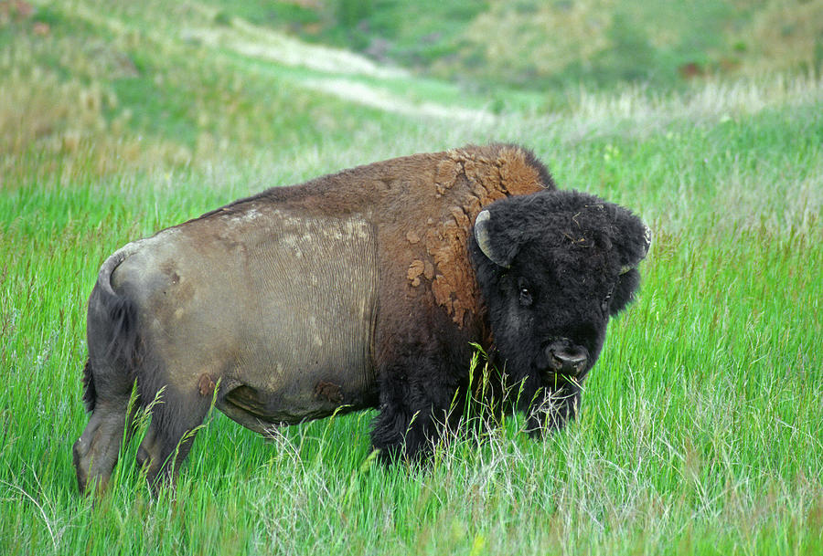 Bison (bison Bison Photograph by John Barger - Fine Art America