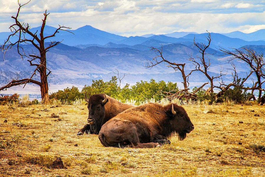 Bison Bison  Photograph by Juli Ellen