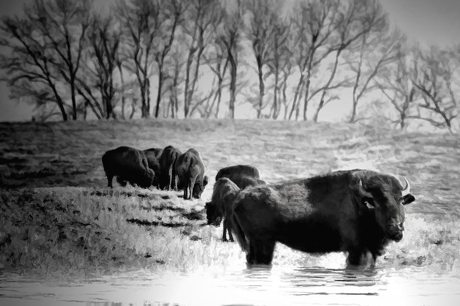 Bison Digital Art - Bison Black and White Southern Alberta by Diane Dugas