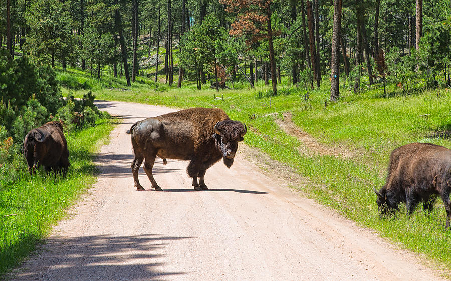 Bison Blocking the Road Photograph by John M Bailey