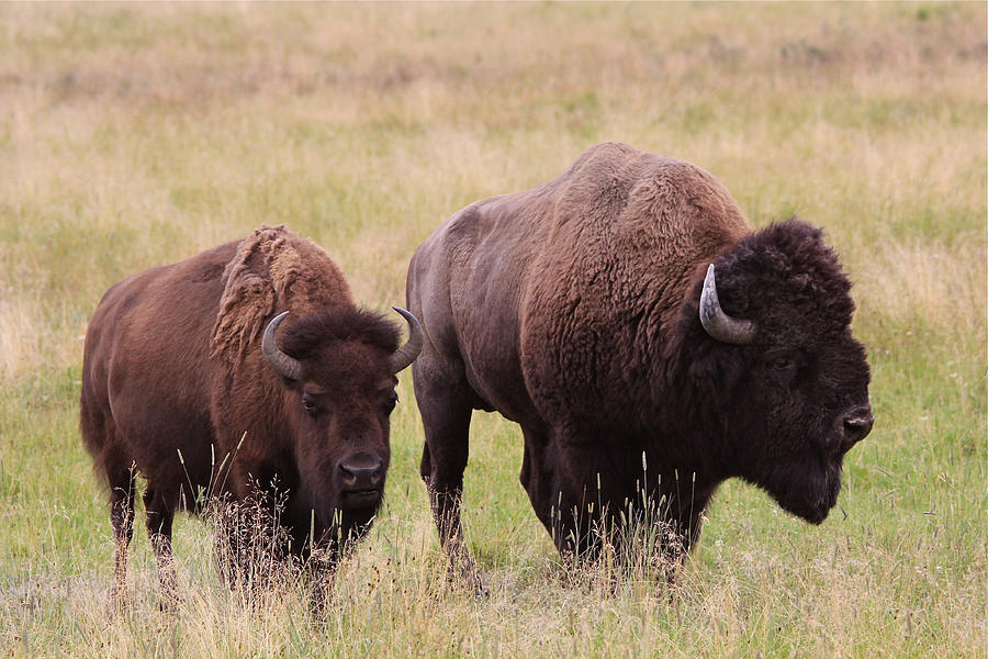 Bison Buddies Photograph by Brenda Boyer - Fine Art America