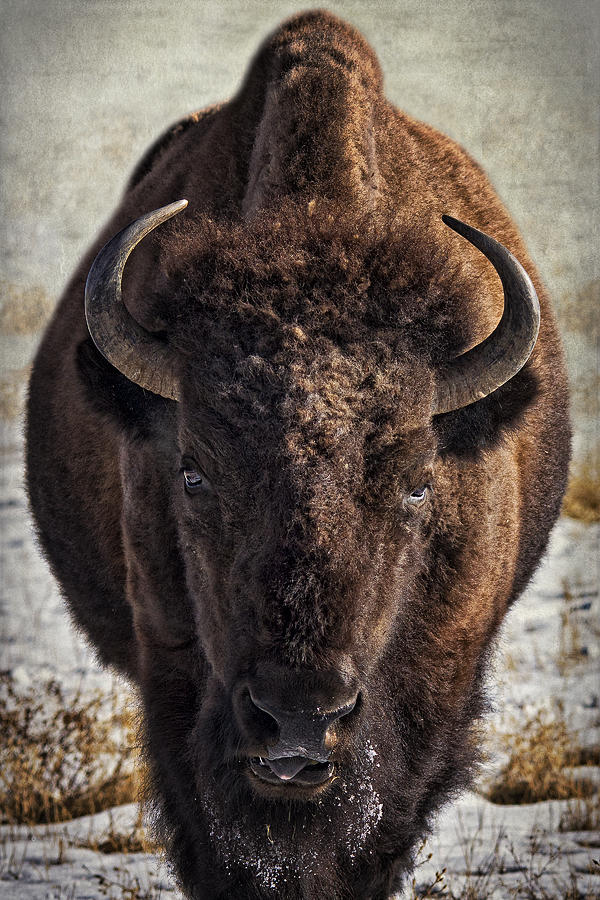 Bison Buddy Photograph by Priscilla Burgers