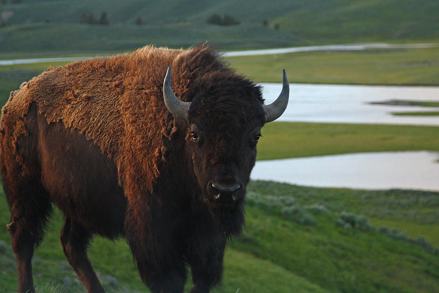 Bison Bull in Hayden Valley in Yellowstone National Park Photograph by Jean Clark