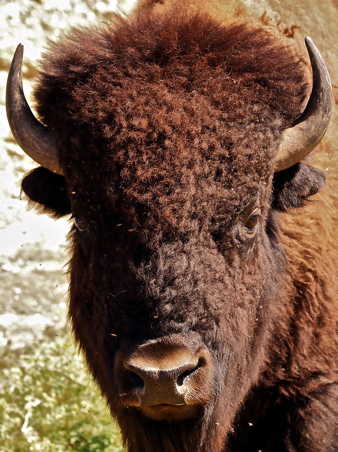 Bison Bull Photograph by John Rohloff