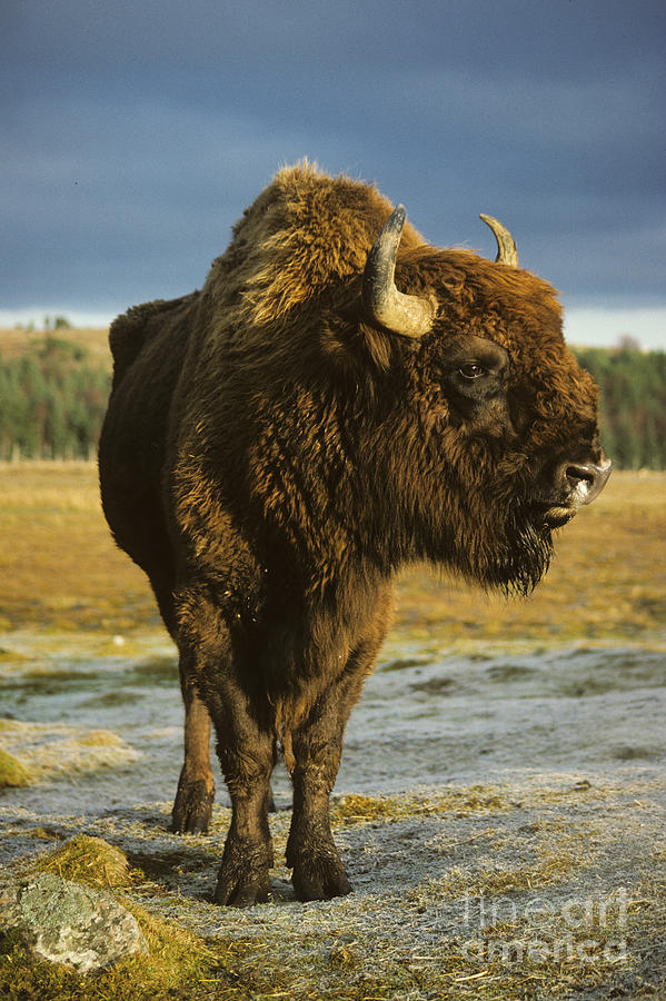 European Bison Bull Photograph by Phil Banks