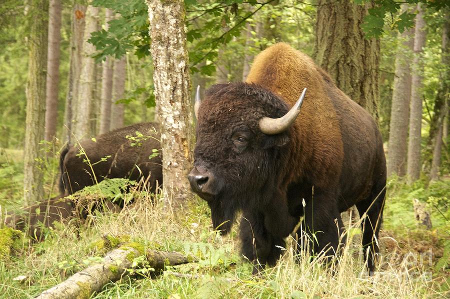 Bison Bull Photograph by Sean Griffin
