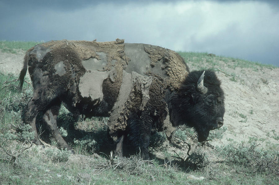 Bison Bull, Shedding Photograph by Gerald C. Kelley